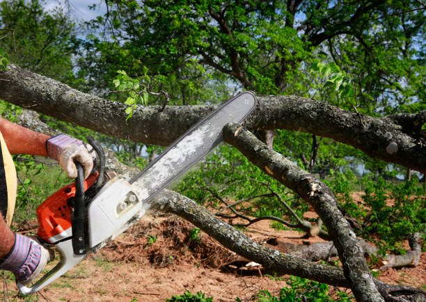 Best Commercial Tree Services  in California, MD