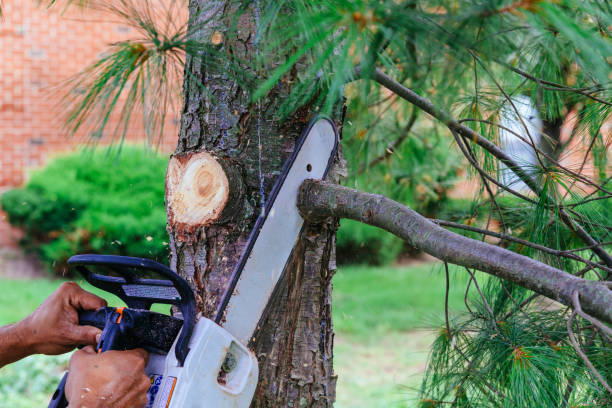 Best Tree Removal  in California, MD